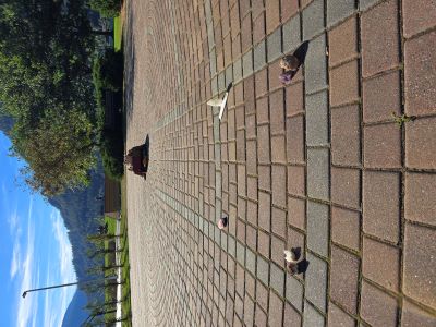 An altar at the center of a brick paver labyrinth with trees and blue sky in the background