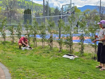 Photograph showing two people planting small trees along a fence next to a basketball court with blue and orange surfaces. The scene includes green grass, a paved walkway, and a mountainous background under a partly cloudy sky.. 