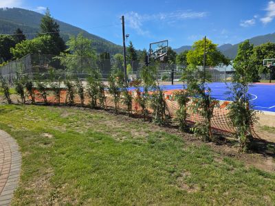 a hedge of cedar trees