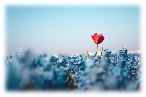 One red tulip in field of blue hyacinth 